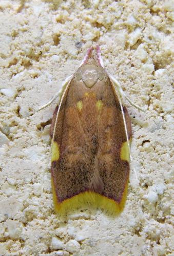 Réf. 334 190 : Carcina quercana